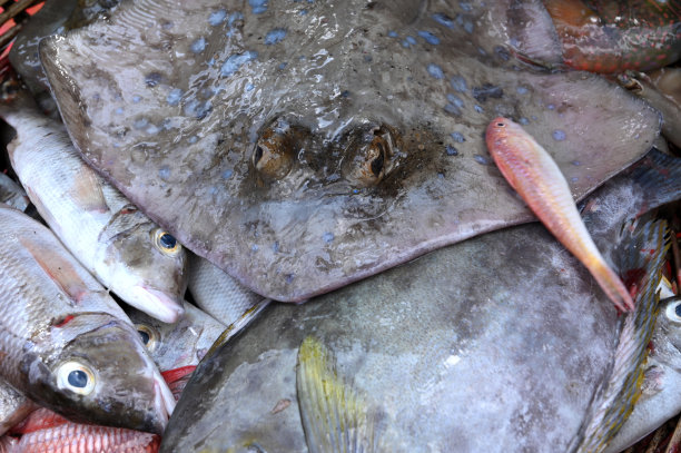 stingray