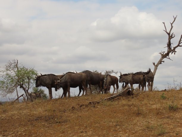wildebeest