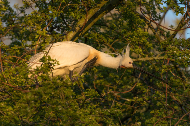 spoonbill