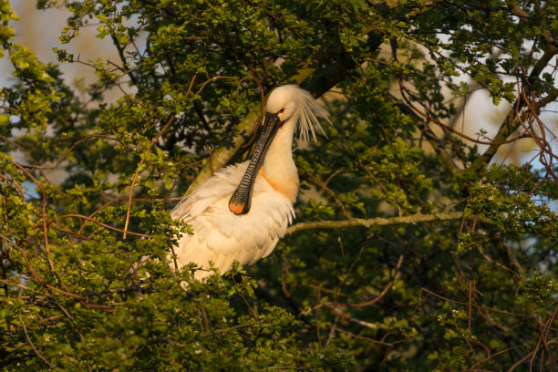 spoonbill