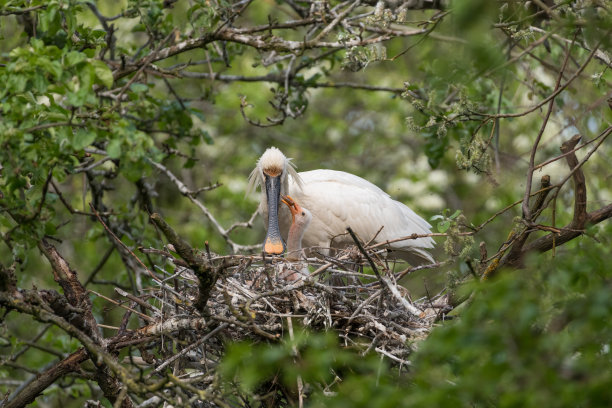 spoonbill