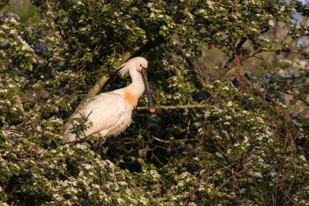 spoonbill