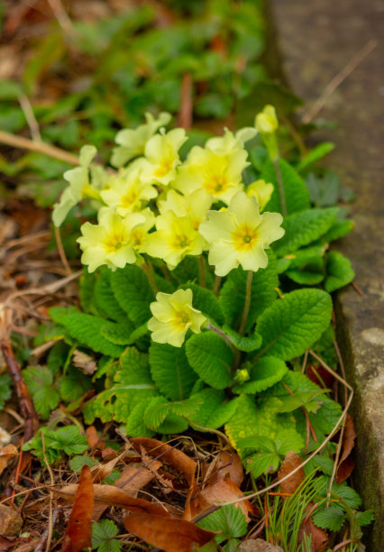 primula