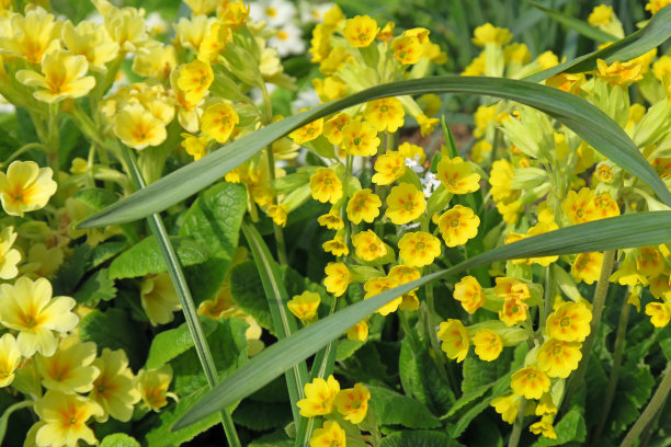 primula