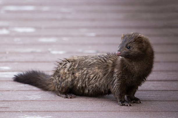 mustela