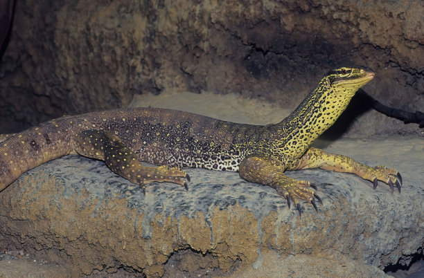 physignathus
