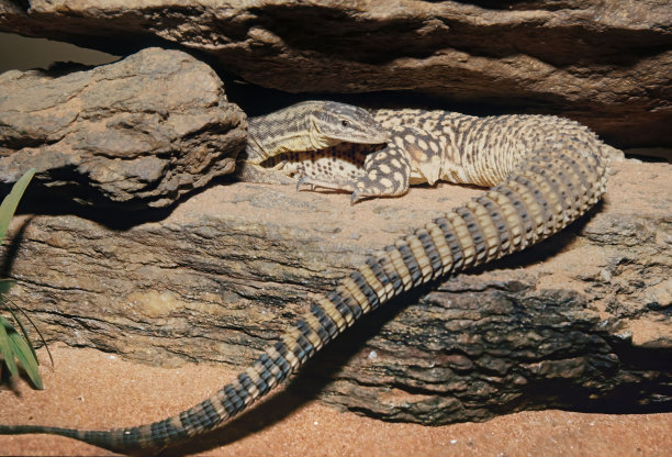 physignathus