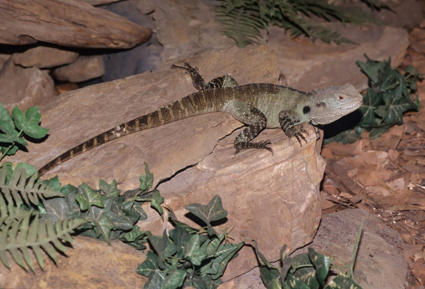 physignathus
