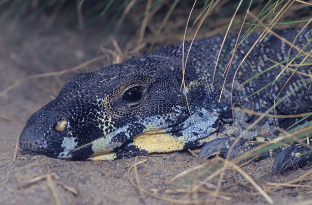 physignathus