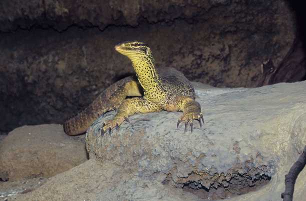 physignathus