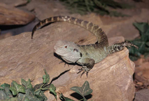 physignathus
