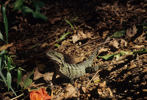 physignathus