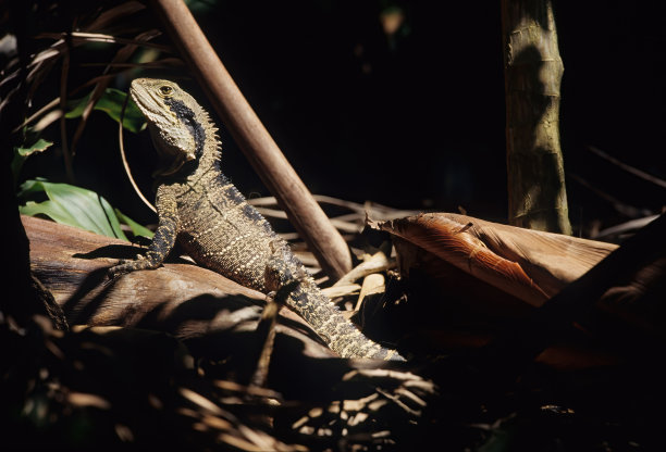 physignathus