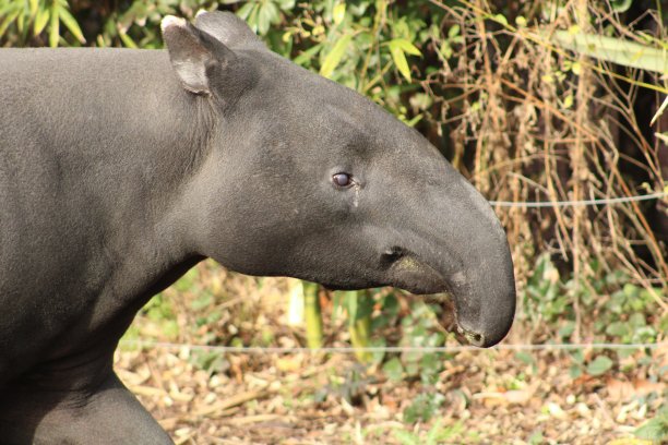 tapir
