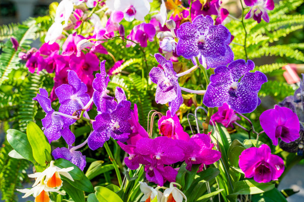 热带森林中的花朵，泰国
