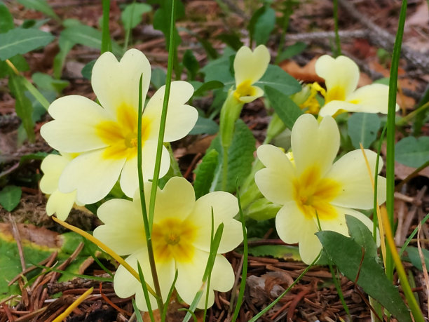 primula