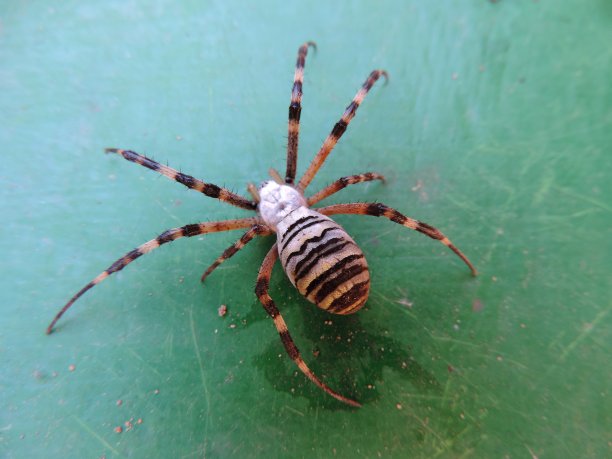 arachnid