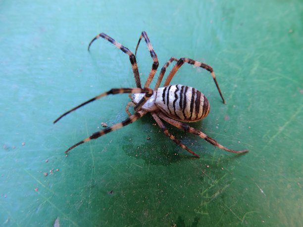 arachnid