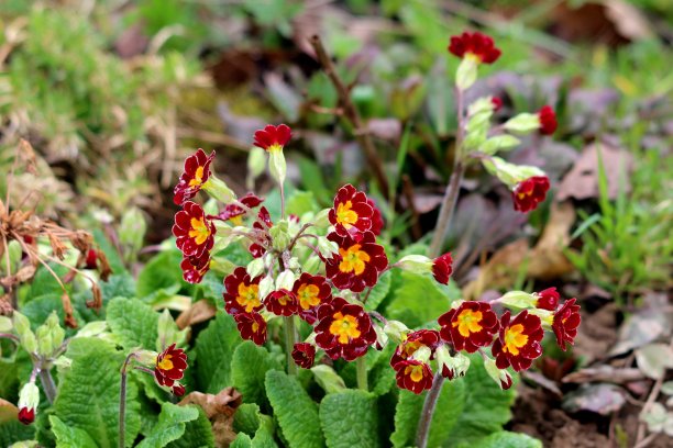 primula