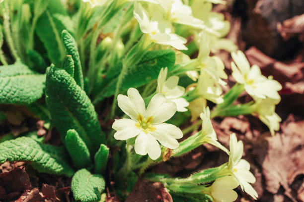 primula