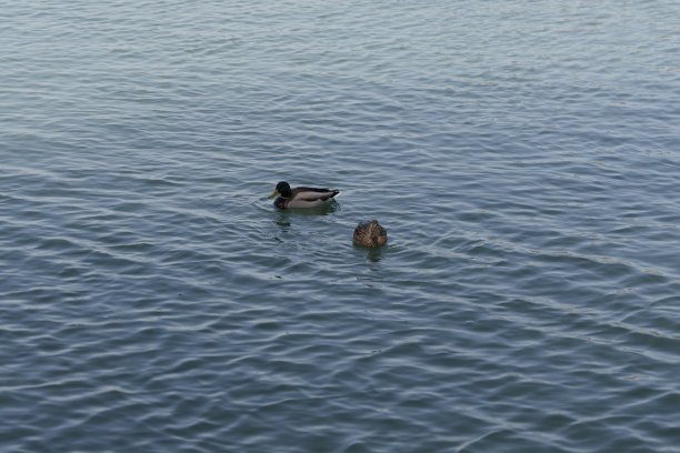 水禽,公鸭,池塘