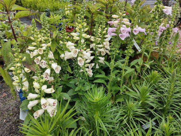digitalis