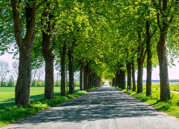 avenue