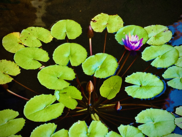 荷叶荷叶背景荷叶广告