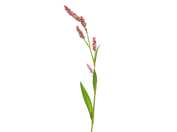 polygonum