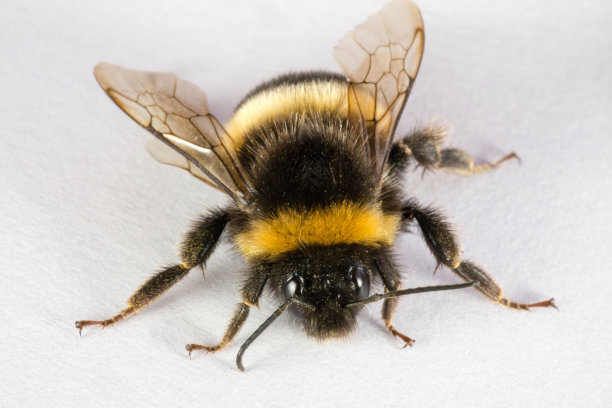 beekeeper