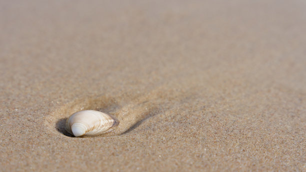 cockle
