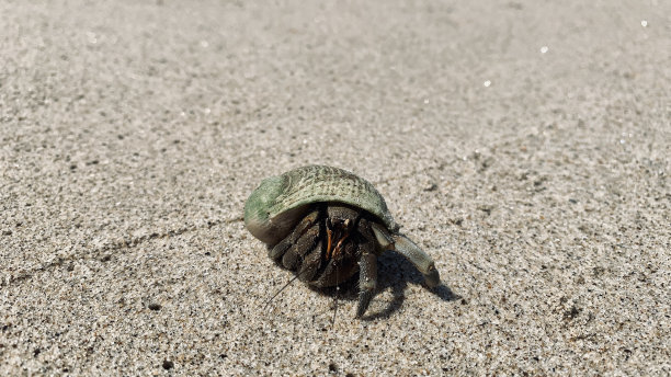 crustacean