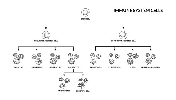 cd4