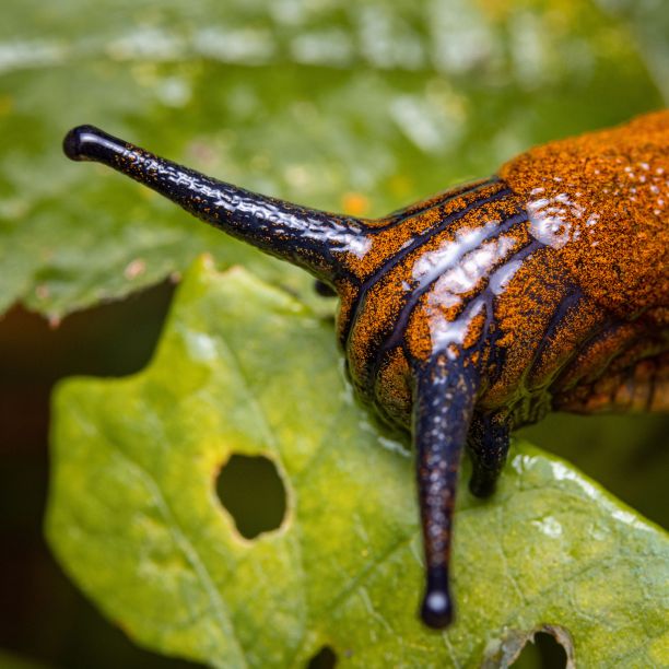 gastropod