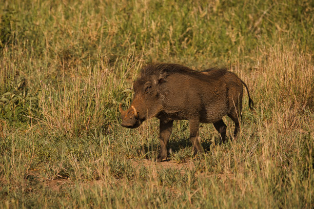 phacochoerus