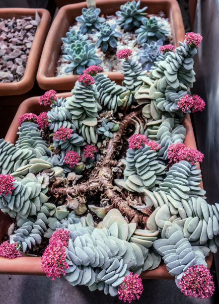 crassula