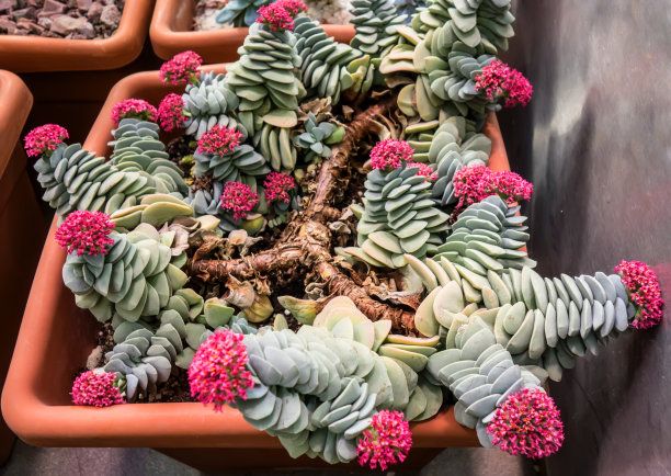 crassula