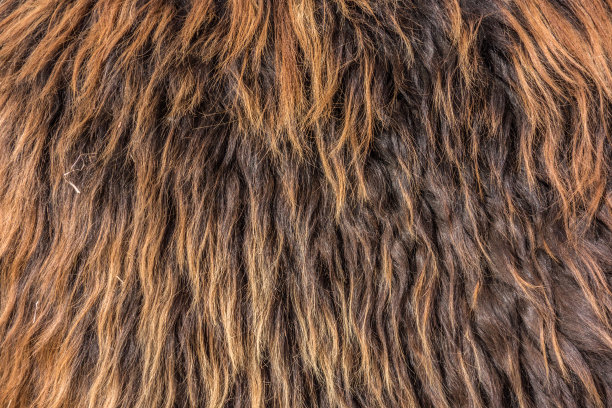 hairs