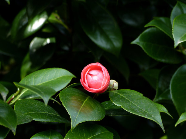 bloom