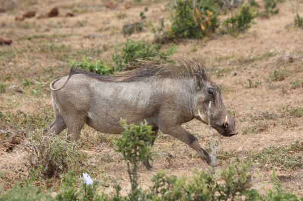 phacochoerus