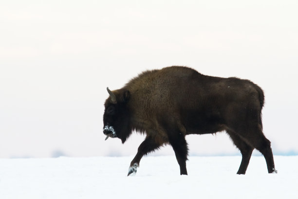 bison