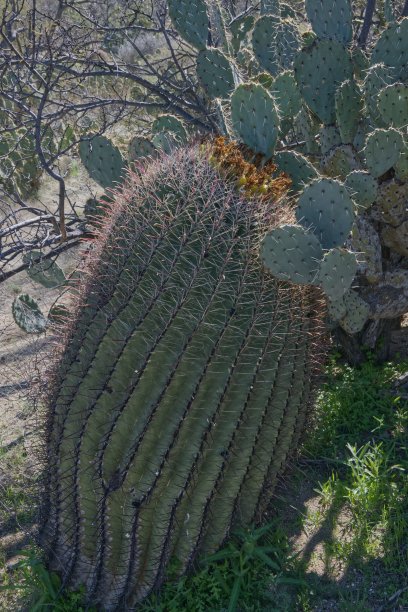 saguaro