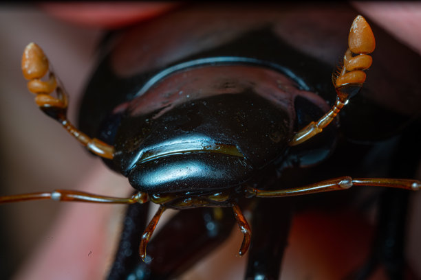 arthropod