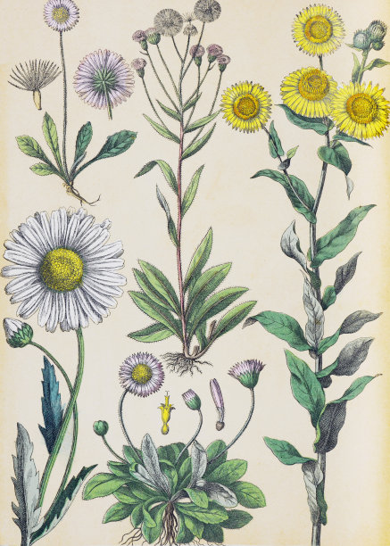 中草药菊花插画