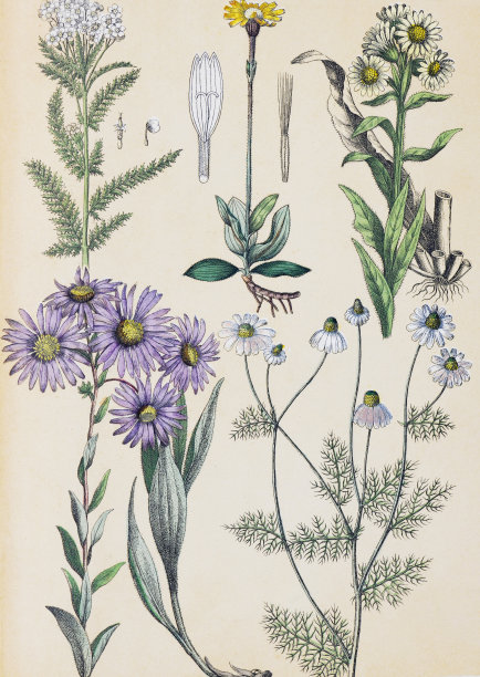 中草药菊花插画