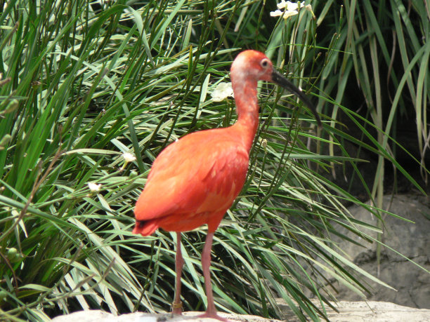 ibis