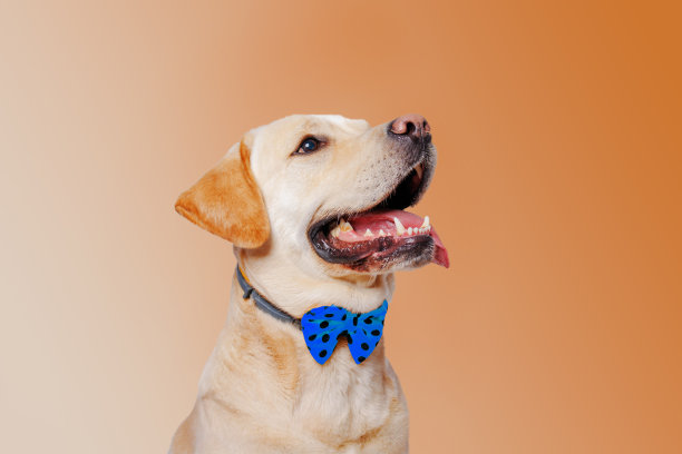 labrador