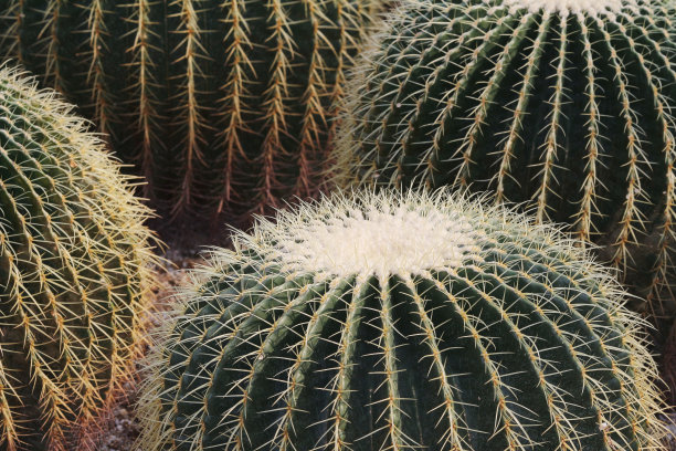 cholla
