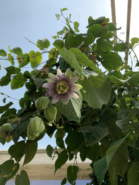 passiflora