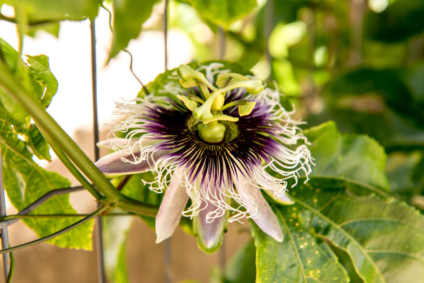 passiflora